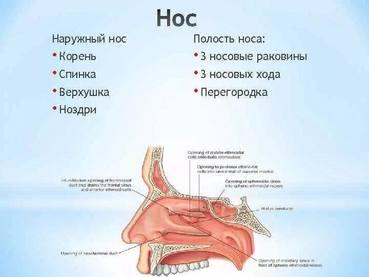 Строение наружного носа. Внутреннее строение полости носа. Строение носа внутри ноздри. Нос внутреннее строение строение. Строение носа вид сбоку.