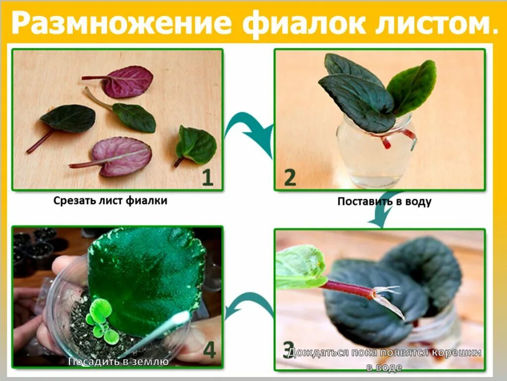Как вырастить фиалку из листьев. Фиалки черенкование листочками. сенполия черенкование листьев. узамбарская фиалка размножение листом. размножение фиалок листочками.
