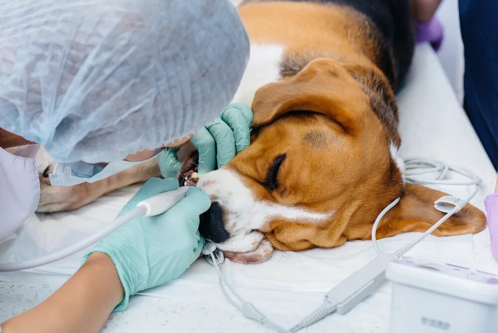 Собака перед операцией. Современная Ветеринария. Современный ветеринар. Современная Операционная для животных.