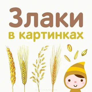 Тема злаковые