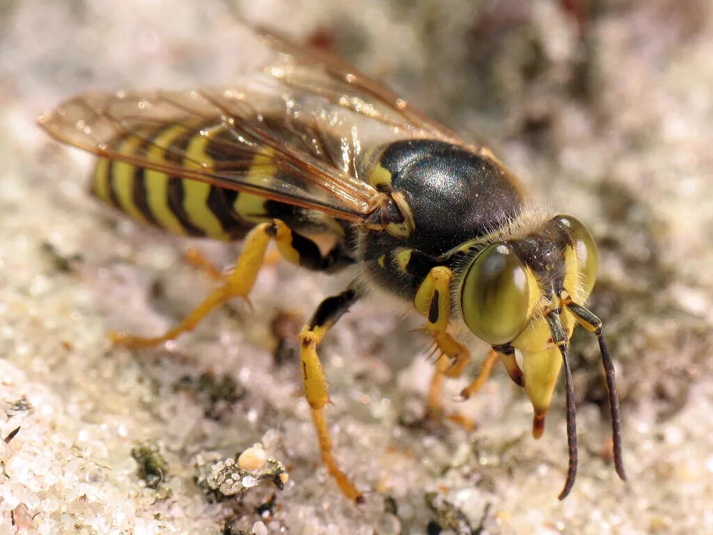 Осиное гнездо природе гнездо. Бембекс носатый (bembix rostrata). Австралийский шершень. Бембекс оса в россии. Где обитают осы.