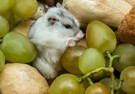Можно ли хомякам виноград