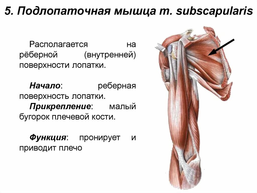 Повреждение сухожилия подлопаточной мышцы. Сухожилие надостной мышцы плеча анатомия. Разрыв сухожилия подлопаточной мышцы. Подлопаточная мышца плеча анатомия. Надостная мышца анатомия.