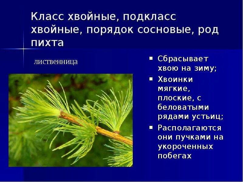 Лиственница даурская сколько хвоинок развивается на укороченных. Пихта сбрасывает хвою. класс хвойные подклассы. лиственница сбрасывает на зиму хвоинки. порядок класса хвойные.