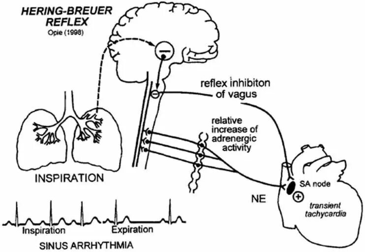 Дыхательные рефлексы человека. Рефлекс Геринга Брейера рефлекторная дуга. Рефлекс Геринга-Брейера в регуляции дыхания. Схема рефлекса Геринга-Брейера. Рефлекс Геринга схема рефлекторной дуги.