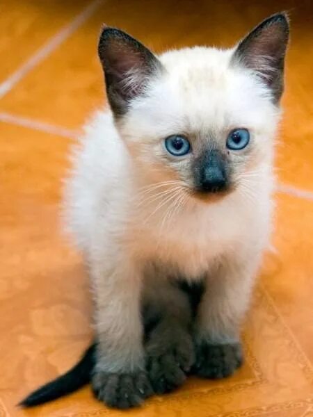 Сиамский балинезийский кот. Сиамская кошка. Взрослый сиамский кот. Белый сиамский котенок. Британская кошка сиамской расцветки.