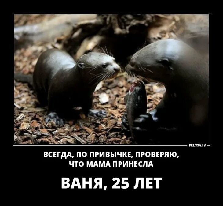 Как всегда по привычке