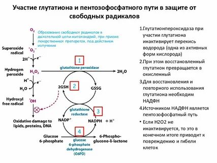Последовательность при метаболизме углеводов