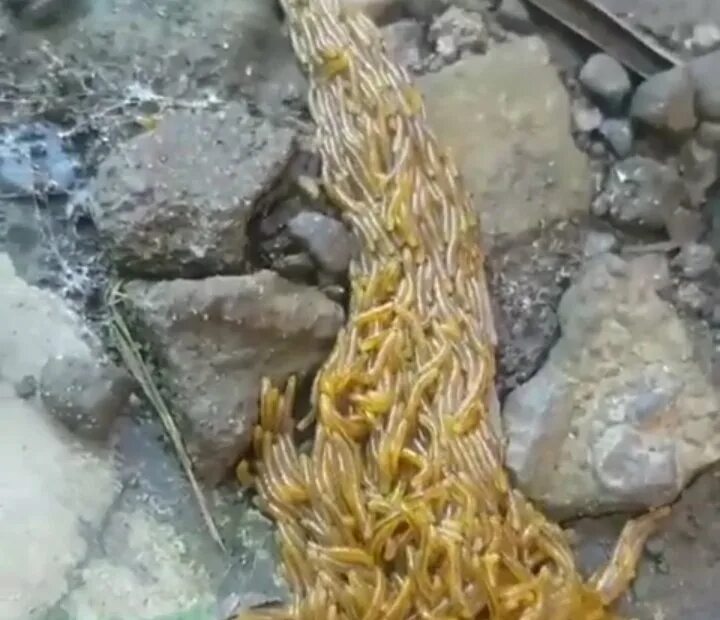 Антарктический червь eulagisca gigantea. Полихета лепидонотус. Антарктический червь полихета. Многощетинковый червь eulagisca gigantea. Антарктический червь полихета.