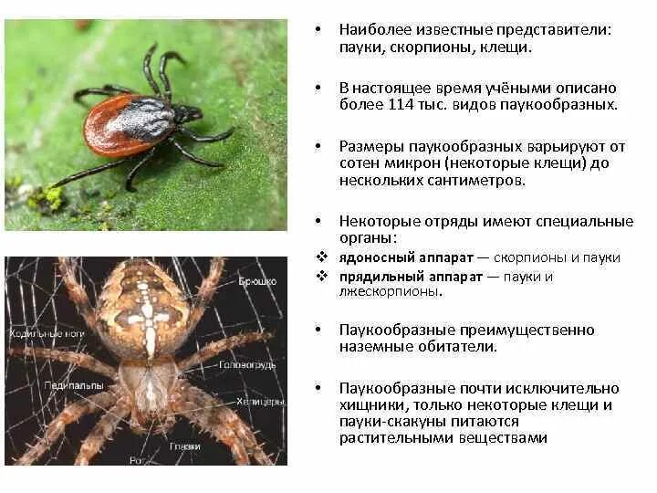Клещей можно отличить от пауков: найдено 79 изображений