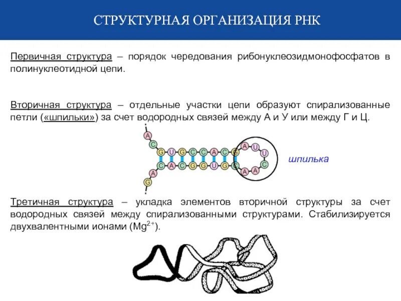 Первичная, вторичная, третичная структура РНК. Типы РНК:. Вторичная и третичная структура РНК. Структуры РНК первичная вторичная и третичная. Первичная вторичная и третичная структура ДНК И РНК.