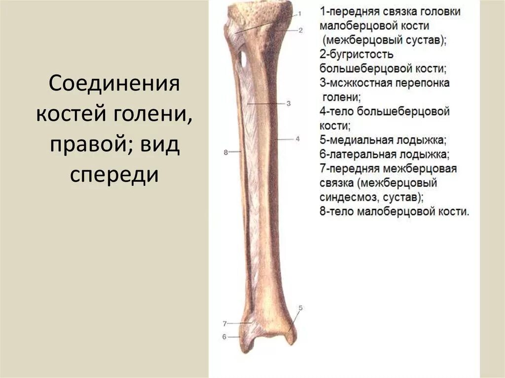 Соединения косией колени. Анатомия голени кости анатомия. Голень большеберцовая кость и малоберцовая. Соединение малоберцовой и большеберцовой кости.