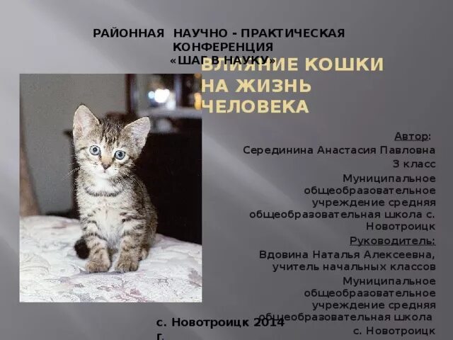 Влияние кошек на человека. Влияние кошки на жизнь человека. Положительное влияние кошек на человека. Роль кошки в жизни человека. Играет роль кошки