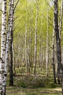 Тайшет березовая роща