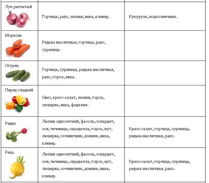 Огурцы после помидор в теплице. Какими сидераты сеять после огурцов. Сидераты таблица использования. Какие витамины в редьке. Сидераты с огурцом какие.