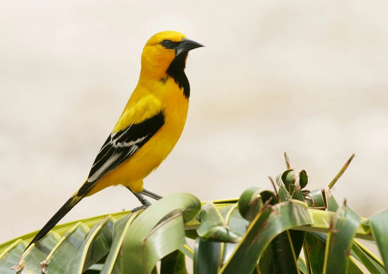 Yellow Oriole (Icterus nigrogularis). Icterus nigrogularis. Крупная желтая птица. Птичка с желтым пятном на крыле. Птица с желтым оперением