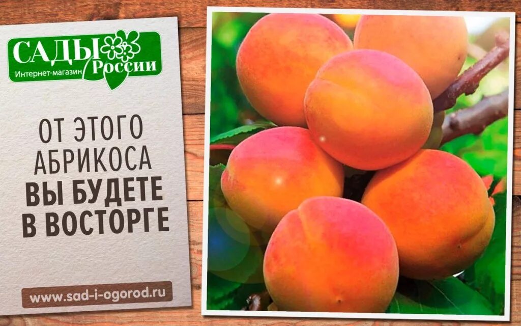 Саженцы абрикоса, у нас можно купить все сорта абрикоса в Москве и Подмосковье п