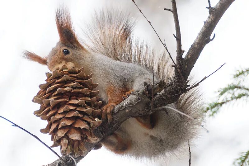 белка с шишкой. белочка на шишках. белка с шишками. белка на сосне. природа и животные.