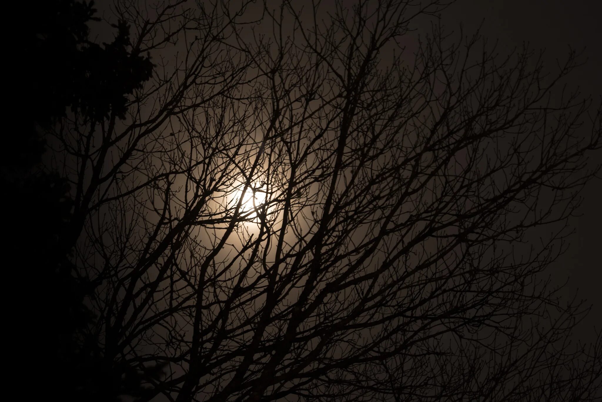 В круг дерева ночи. Ветки ночью. Ветви деревьев ночью. Луна сквозь деревья. Дерево ночью.