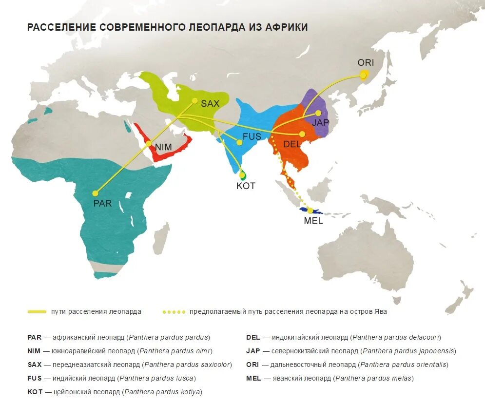 Расселение необходимо. Леопард ареал обитания на карте. Леопард ареал обитания. Ареал обитания леопарда в России. Ареал обитания леопардов в России.