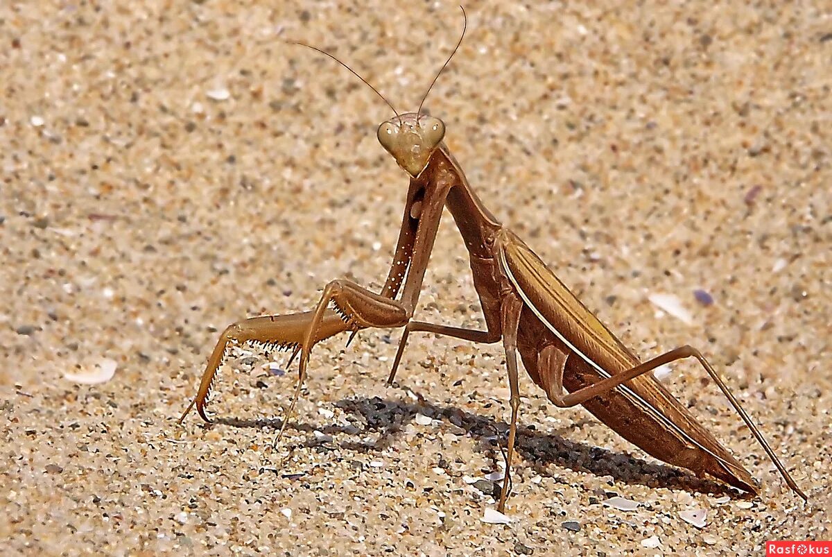 муравьиный лев и муравей. турлук медведка. саранча насекомое. египетская саранча. песчаные насекомые.
