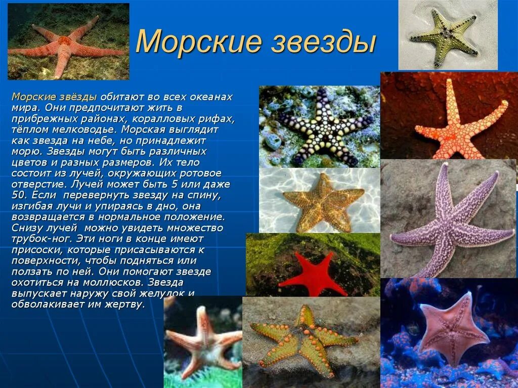 Где обитают звезды