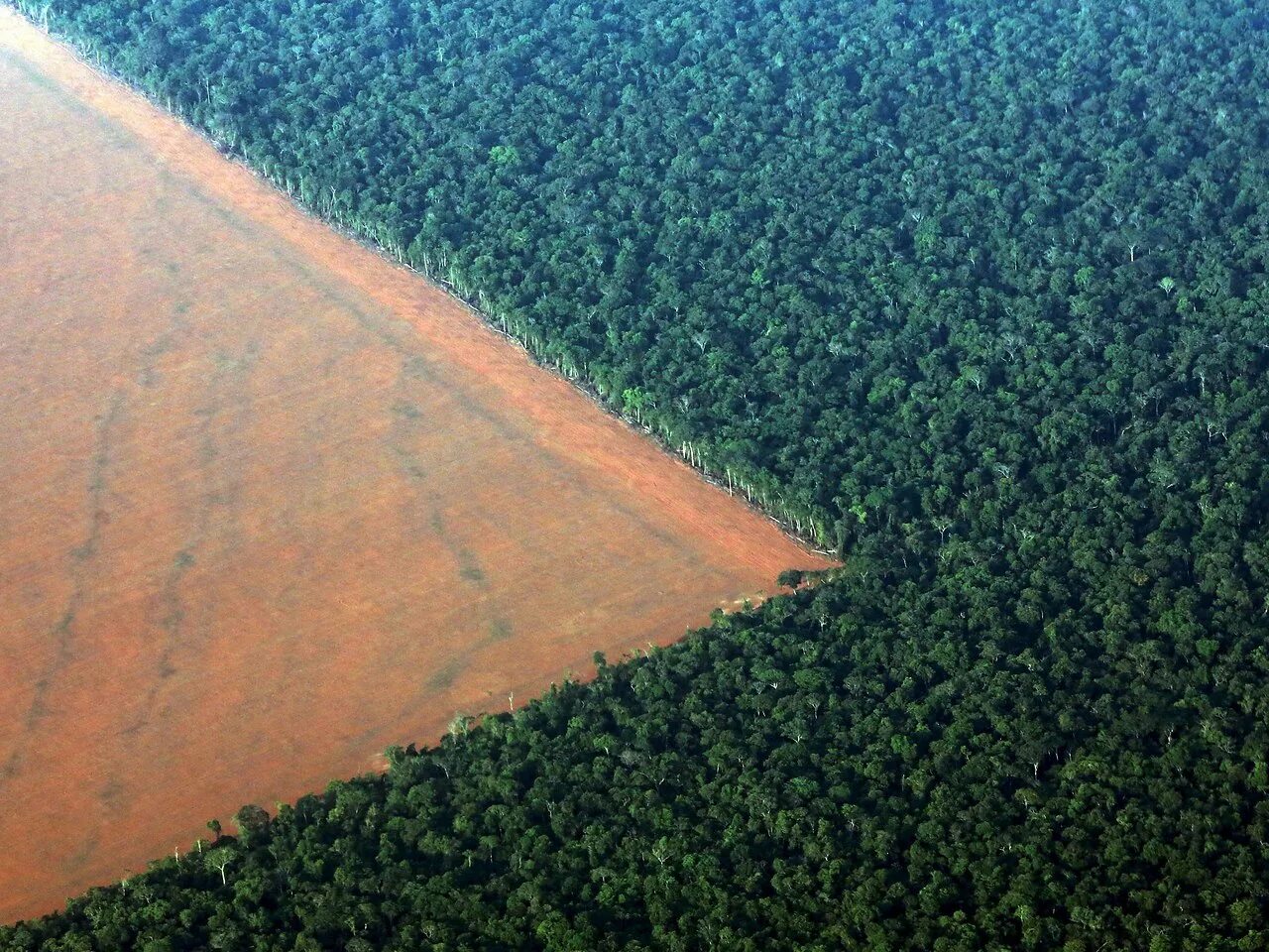 Вырубка тропических лесов в Бразилии. Вырубка леса в Амазонии. Вырубка тропических лесов Амазонии. Обезлесение Амазонка.