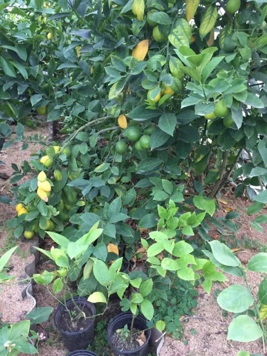 питомник павловских лимонов. питомники саженцев лимона. сеянцы лимона. лимон сорт майкопский. павловский лимон дерево.