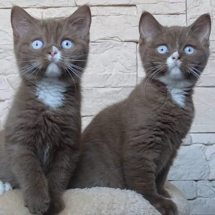 Сиамские близнецы котята. Одинаковые коты. Twin cats. Twin cats. Самые красивые кошки близняшки.
