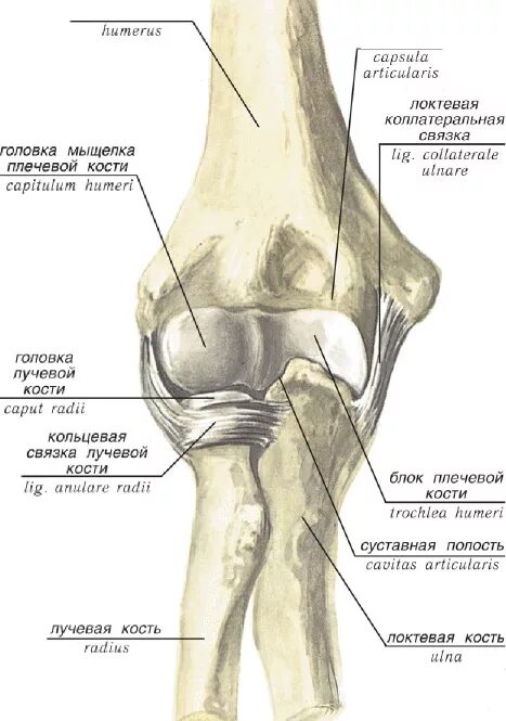 Связки локтя. Строение локтевого сустава кости. Локтевой сустав анатомия строение кости. Схема строения локтевого сустава. Мыщелок плечевой кости.