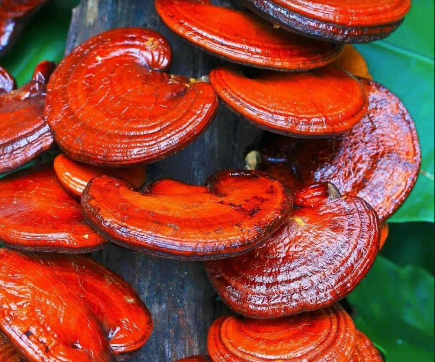 Рейши (трутовик лакированный). Reishi mushroom. Гриб ganoderma lucidum. Reishi mushroom. Гриб ganoderma lucidum.