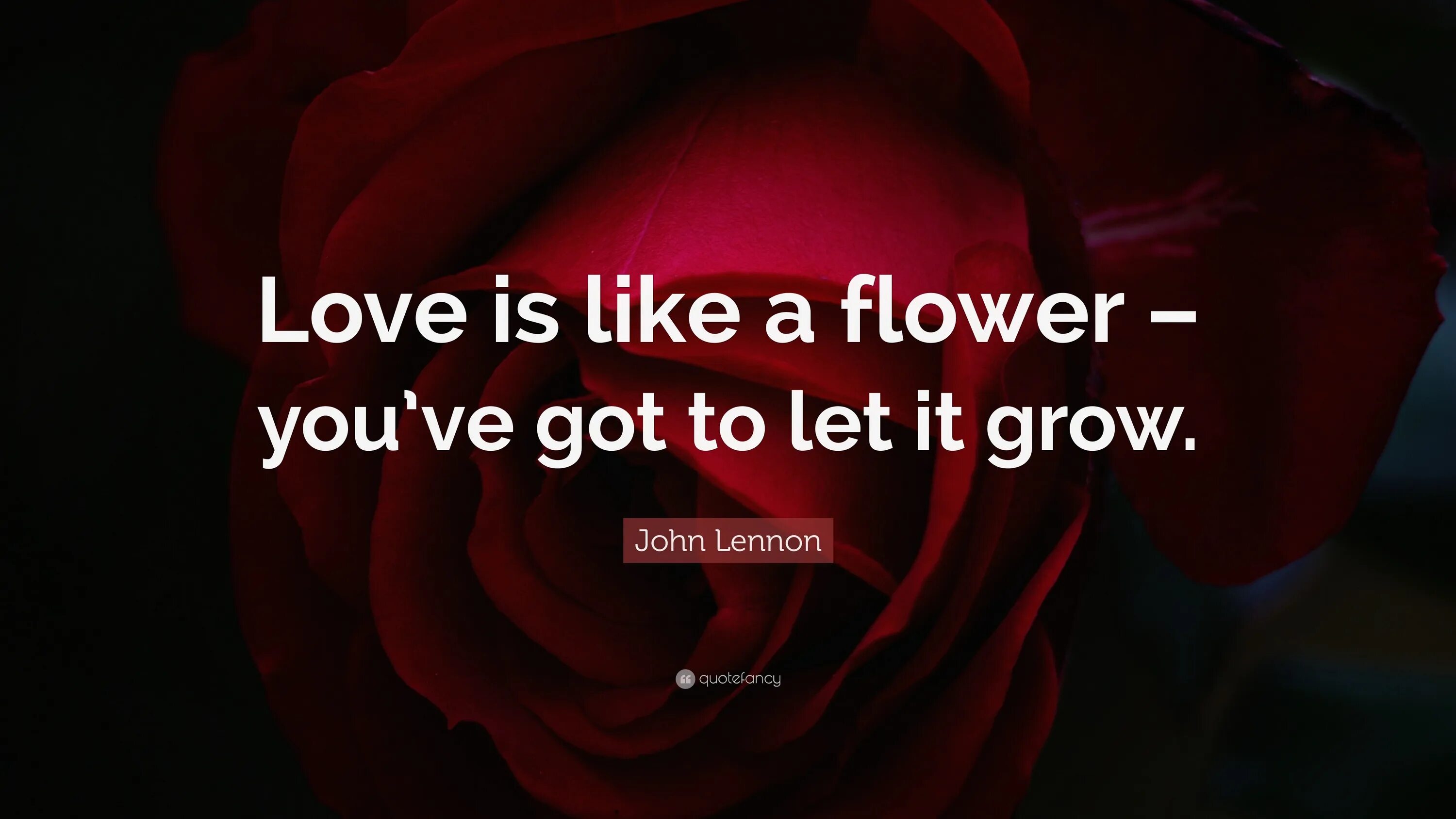 Love is Flower. John Lennon Flower. Love is like. Джон Леннон цитаты о любви.