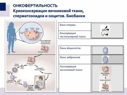 Программа ооцитов