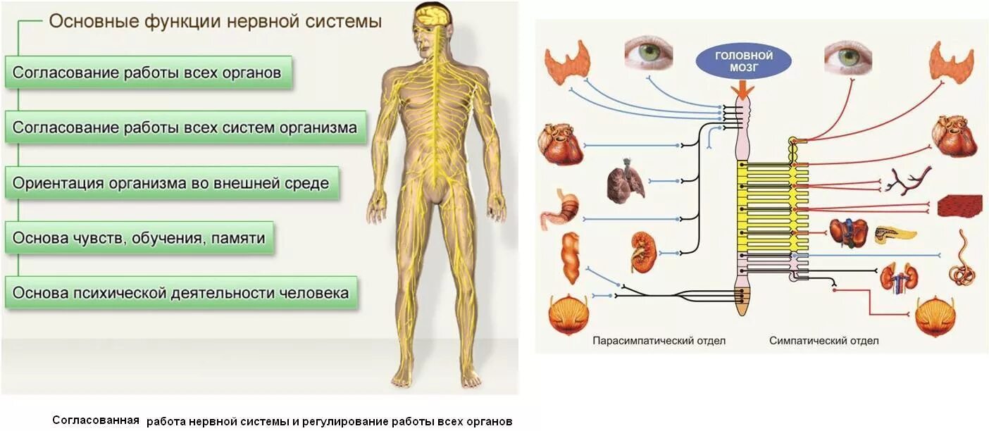 Общее свойство живых систем нервной системы. Функции нервной системы человека с примерами. Нервная система строение и функции нервной системы. Функции нервной системы человека анатомия. Человек в системе.