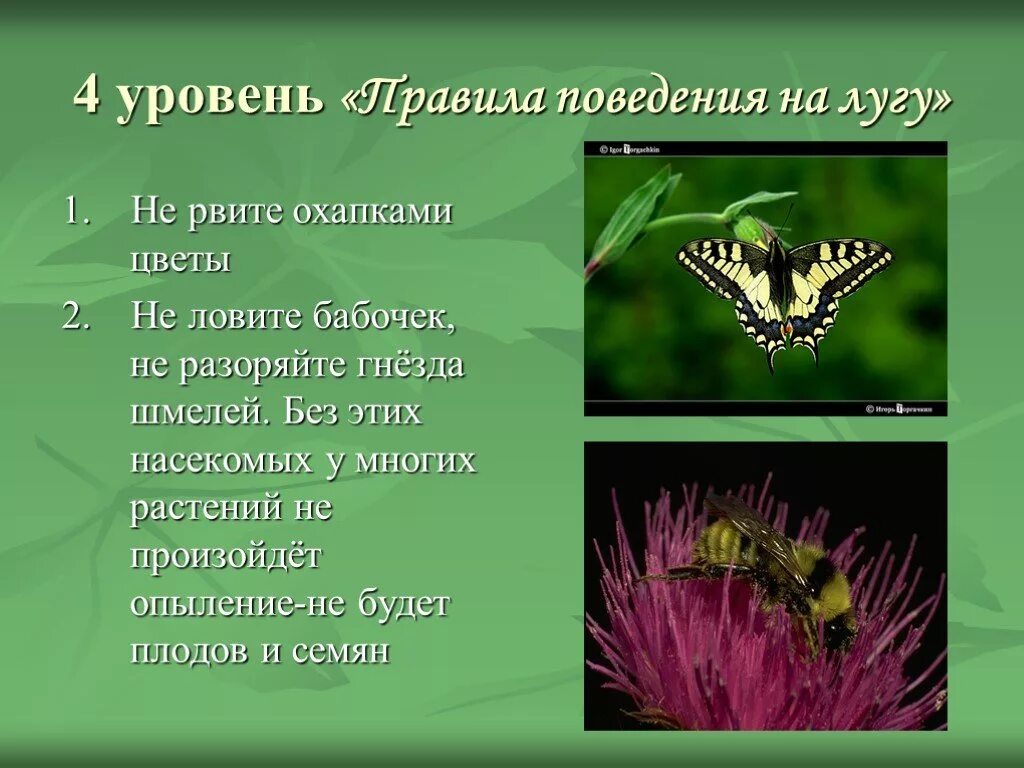 Почему на лугах много опылителей