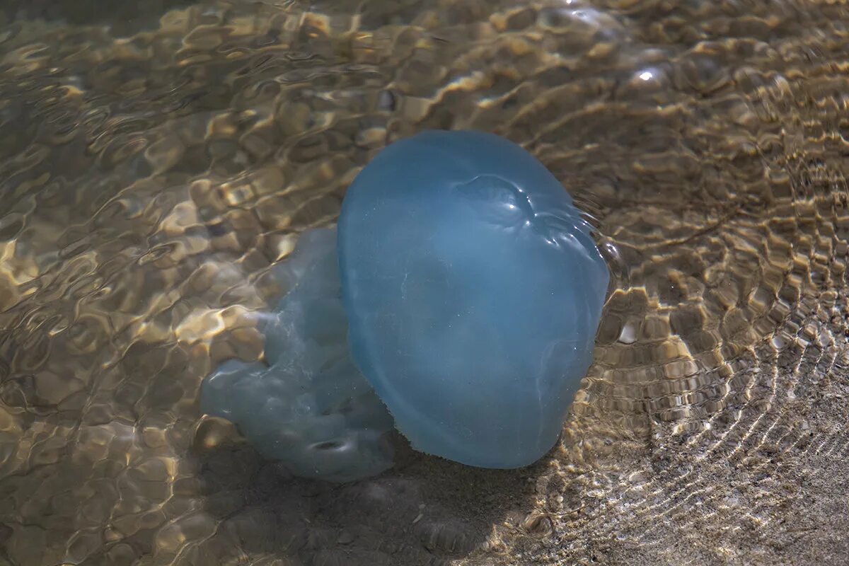 маленькие медузы. медуза-коробочка кишечнополостные. медузы в оаэ. байкальская ледяная медуза. маленькие медузы.