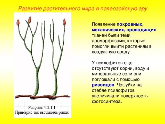 У каких растений появились ткани. Эволюция растений риниофиты. Эволюция растений псилофиты. Ароморфозы риниофитов. Псилофиты Эра.