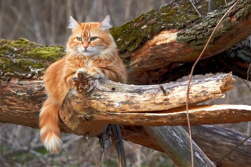 рыжий кот. кошка на природе. кот сидит на дереве. коты на деревьях. кошачье дерево.