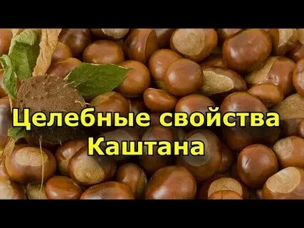 Чем полезен каштан съедобный