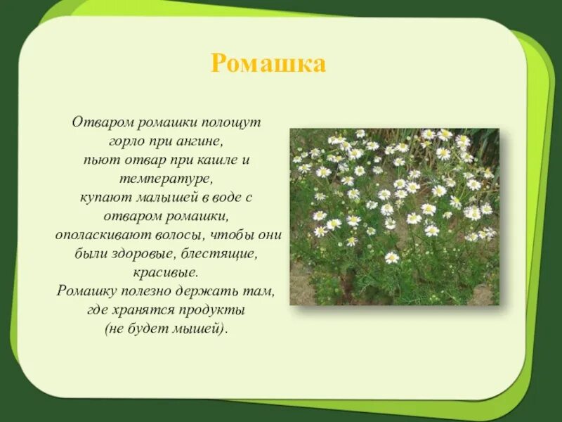 Кашель пить ромашку. Доклад про ромашку. Ромашка описание растения. Рассказ о ромашке. Ромашка Полевая доклад.