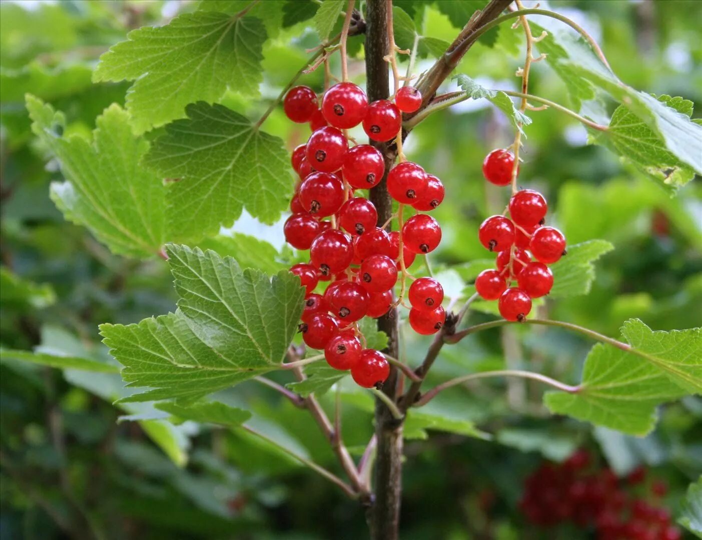 Смородина красная - ribes rubrum. Ribes rubrum смородина красная куст. Смородина красная Андрейченко. 1 Ягода красной смородины.