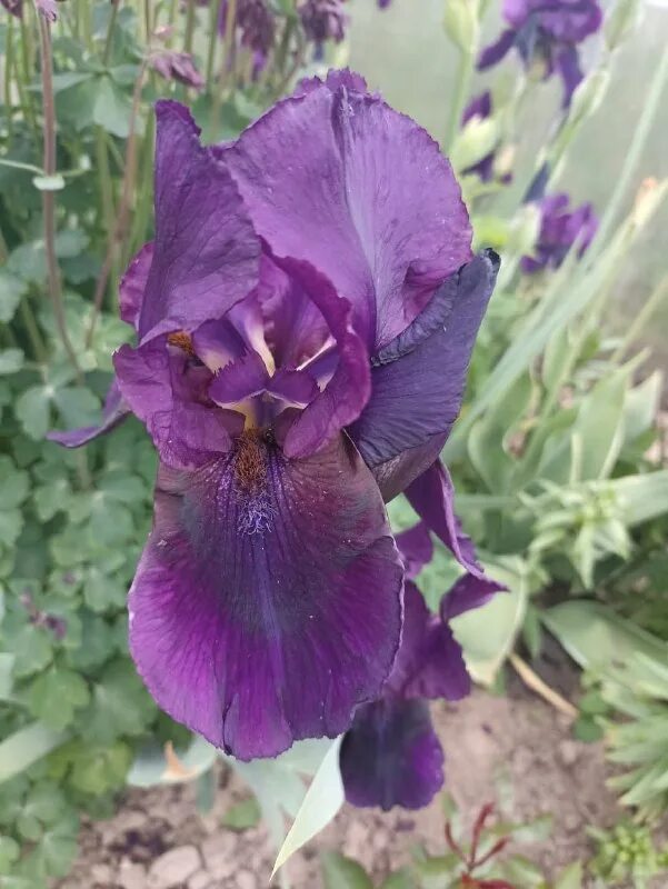 цветы лопатино