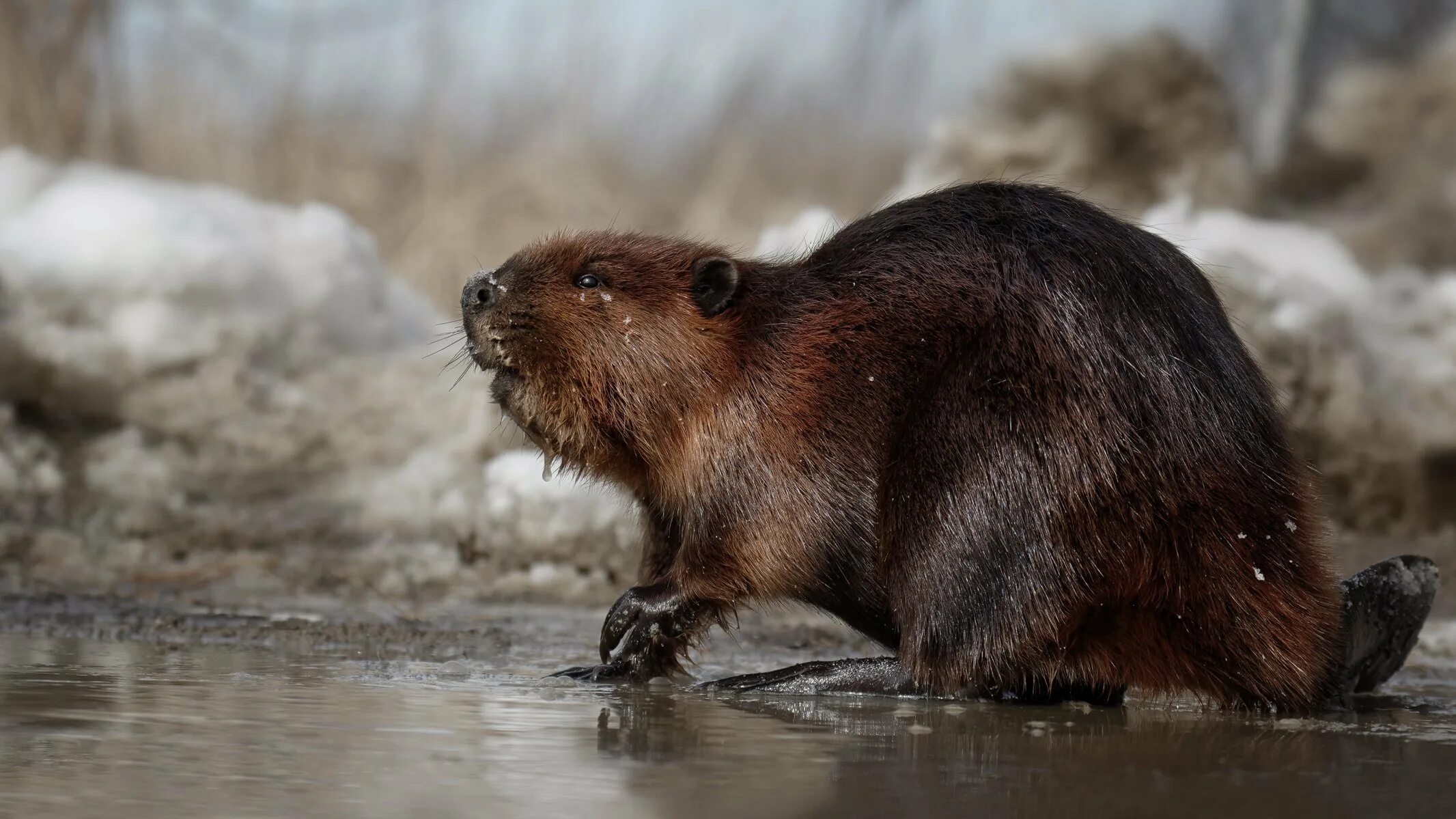 См бобры. Канадский Бобр (Castor canadensis). Бобр Речной обыкновенный. Западно Сибирский Речной Бобр. Западносибирский Речной Бобр (Castor Fiber Pohlei).