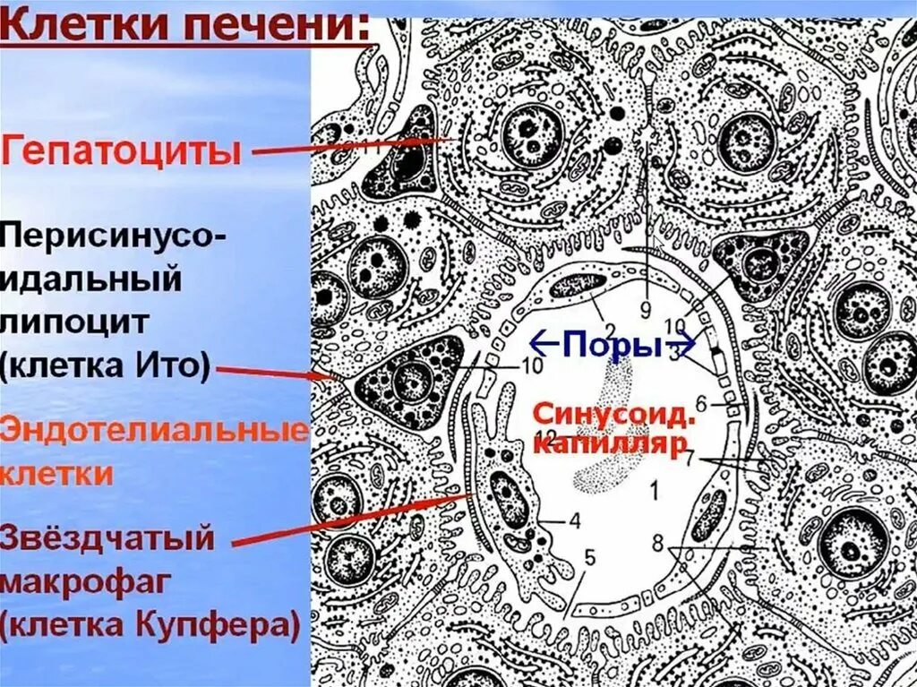 В клетках печени образуются. Клетки печени Электронограмма. Строение клетки Купфера. Клетки Купфера гистология препарат. Клетки Купфера в печени.