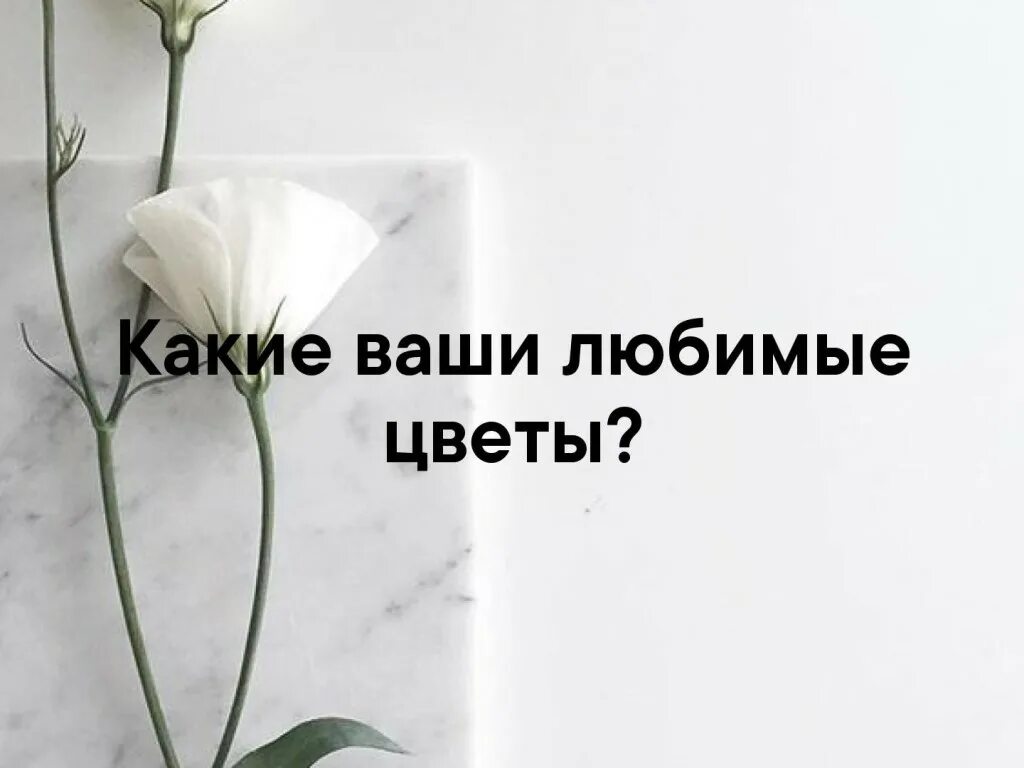 какой твой любимый. растения по знаку зодиака. тест выберите букет. как понять любимые цветы. цветы знаков зодиака.