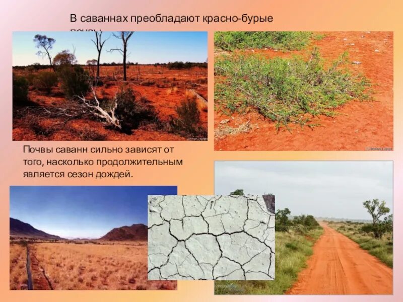 Преобладающие почвы. Красные ферраллитные почвы южной америки. бурые тропические субаридные почвы саванны. типичные почвы саванн африки. красные ферраллитные почвы африки.
