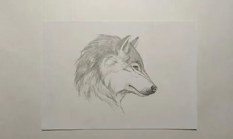Рисунок волка 5 класс