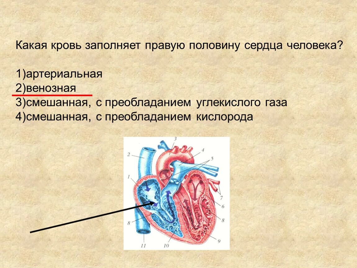 Какая кровь заполняет правую половину сердца. Какая кровь заполняет правую половину сердца человека. Какая кровь зпполнчет правую поллвину сердщы. Артериальная кровь заполняет.