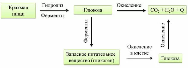 Установите последовательность этапов окисления молекул. Окисление крахмала. Окисление крахмала реакция. Гидролиз крахмала. Окисленный крахмал формула.