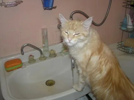 Кот в ванной